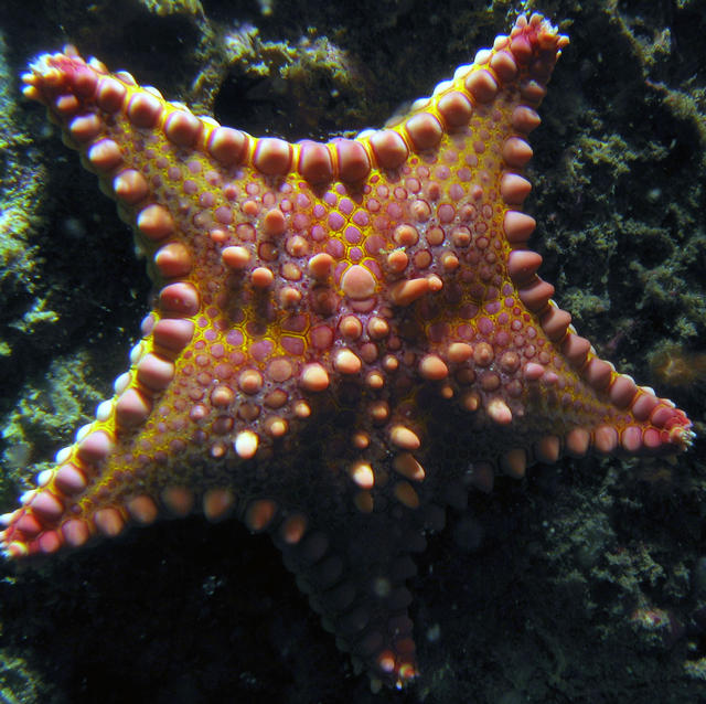 ../pictures/cookie_cutter_starfish9.jpg