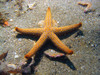 star_fish4.jpg