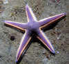 star_fish6.jpg