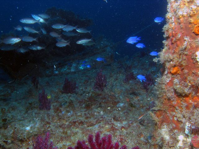 ../pictures/blue_reef_fish2.jpg
