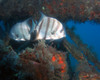 atlantic_spade_fish5.jpg