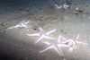 star_fish1.jpg