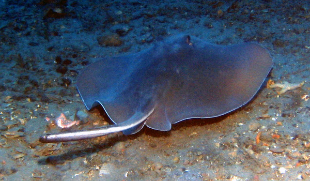 ../pictures/sting_ray1.jpg