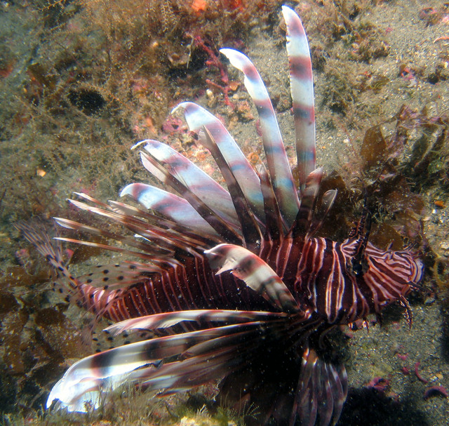 ../pictures/lion_fish10.jpg