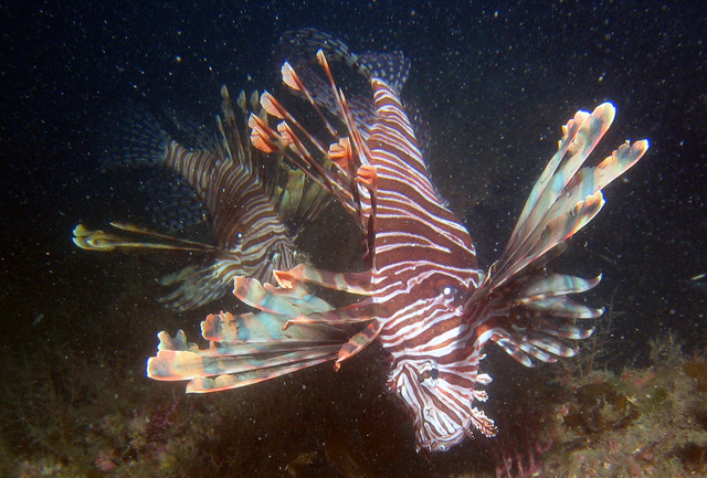 ../pictures/lion_fish11.jpg