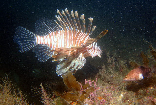 ../pictures/lion_fish12.jpg