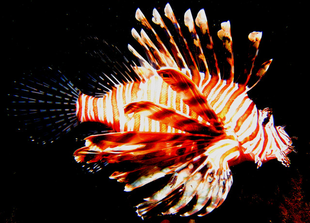 ../pictures/lion_fish13.jpg