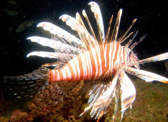 ../pictures/lion_fish15.jpg