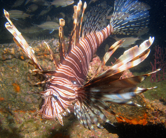 ../pictures/lion_fish16.jpg