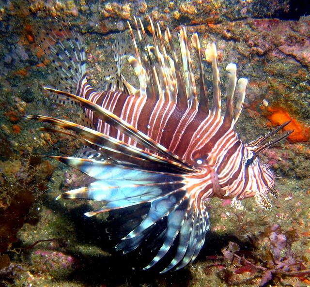 ../pictures/lion_fish17.jpg