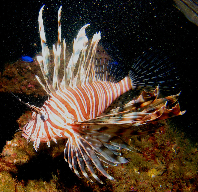 ../pictures/lion_fish18.jpg