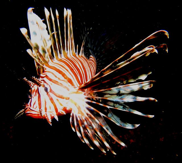 ../pictures/lion_fish19.jpg