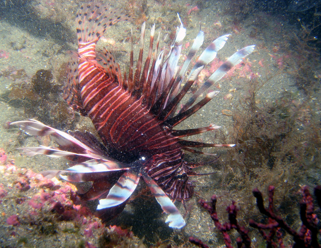 ../pictures/lion_fish2.jpg