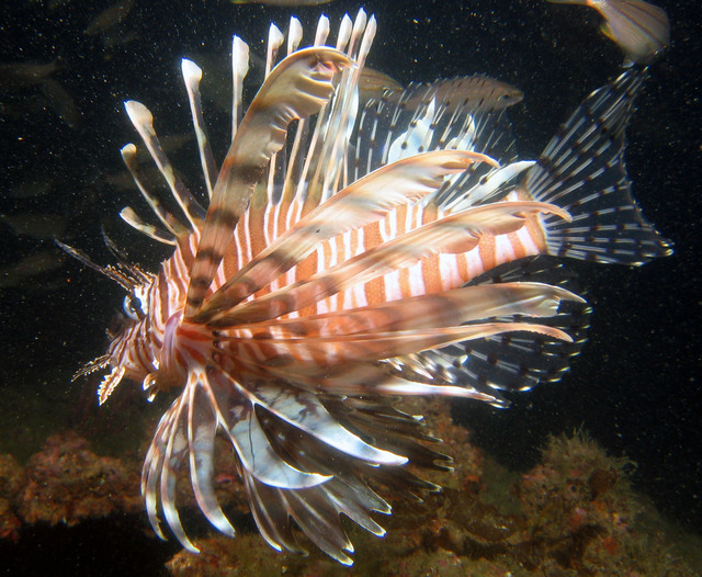 ../pictures/lion_fish20.jpg
