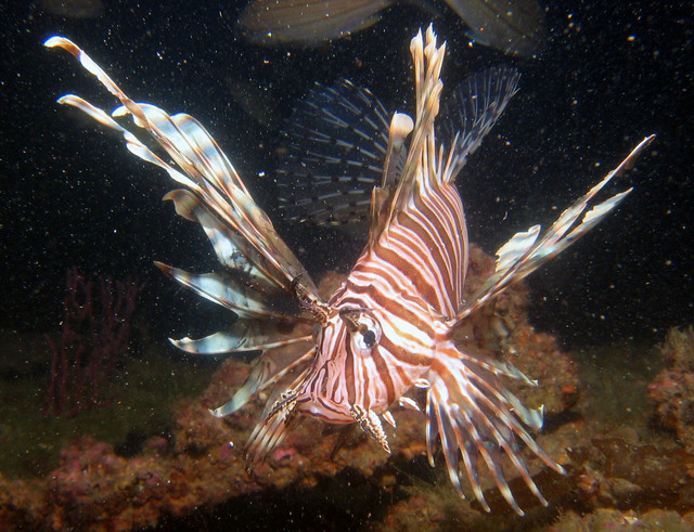 ../pictures/lion_fish21.jpg