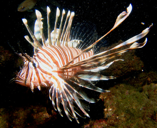 ../pictures/lion_fish22.jpg