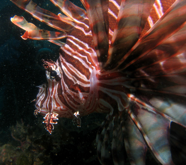 ../pictures/lion_fish25.jpg
