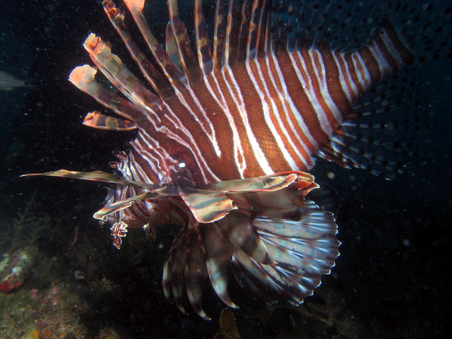 ../pictures/lion_fish26.jpg