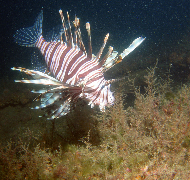 ../pictures/lion_fish27.jpg