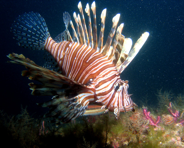 ../pictures/lion_fish28.jpg