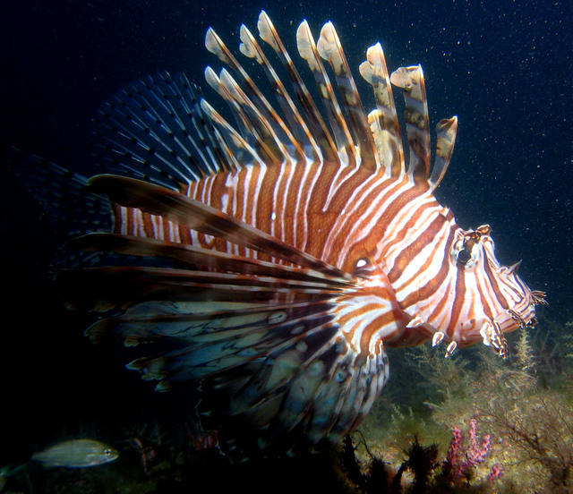 ../pictures/lion_fish29.jpg