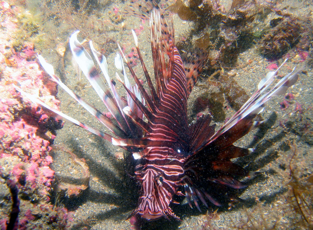 ../pictures/lion_fish3.jpg