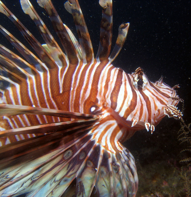 ../pictures/lion_fish30.jpg