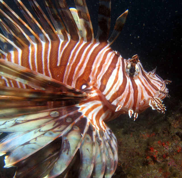 ../pictures/lion_fish31.jpg