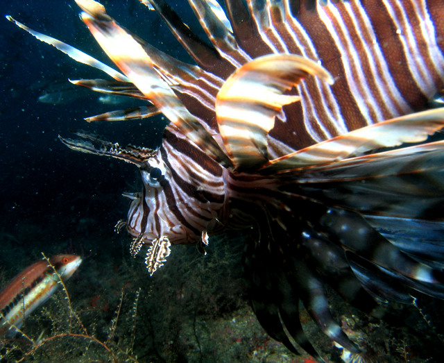 ../pictures/lion_fish32.jpg