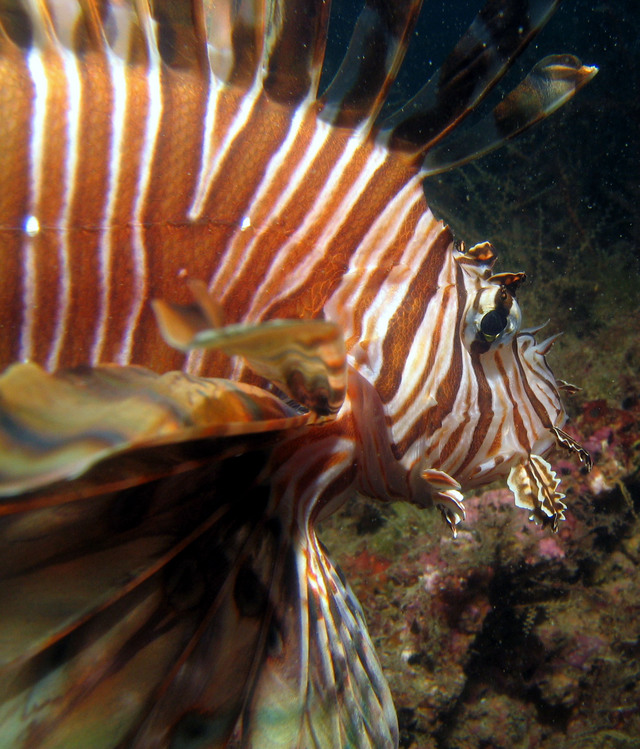 ../pictures/lion_fish33.jpg