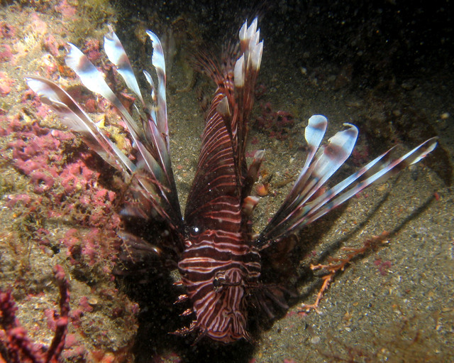 ../pictures/lion_fish4.jpg