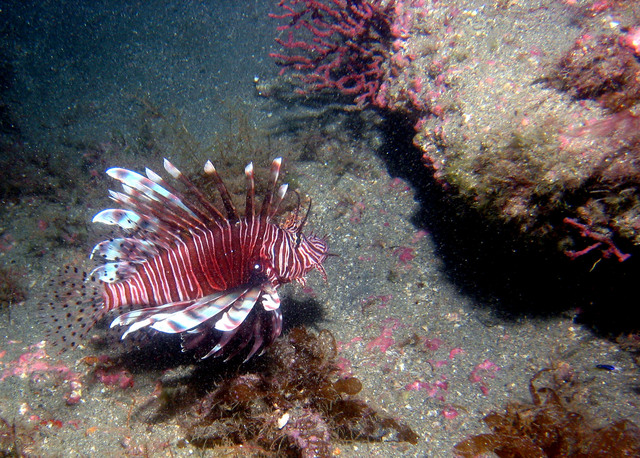 ../pictures/lion_fish5.jpg