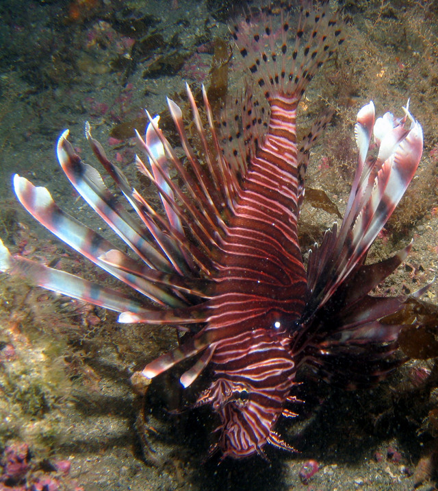 ../pictures/lion_fish6.jpg