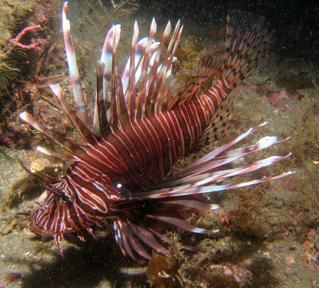 ../pictures/lion_fish7.jpg