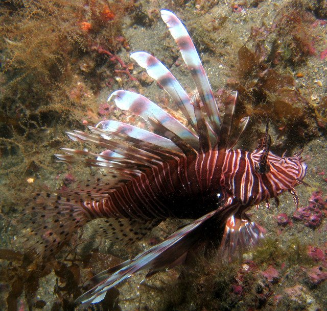 ../pictures/lion_fish9.jpg