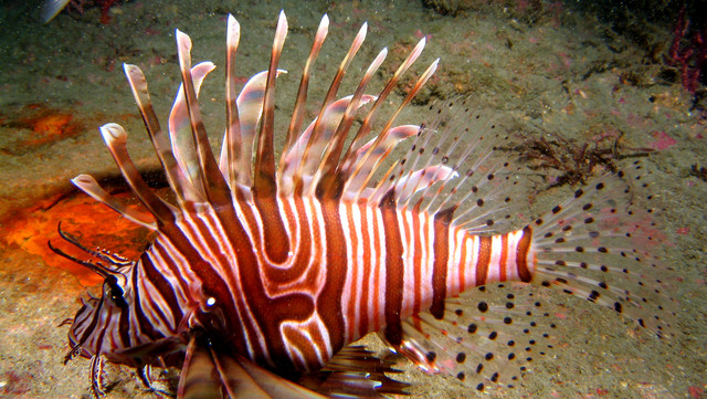 ../pictures/lion_fish3.jpg