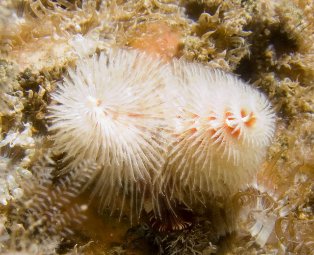 ../pictures/christmas_tree_worm2.jpg