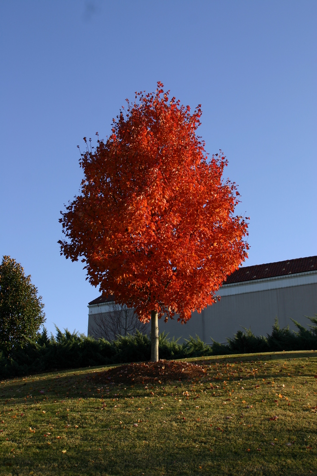 ../pictures/Birmingham_fall1.jpg