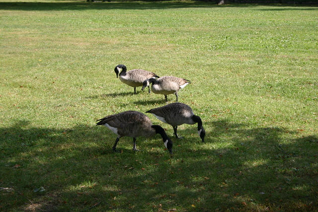 ../pictures/gooses.jpg