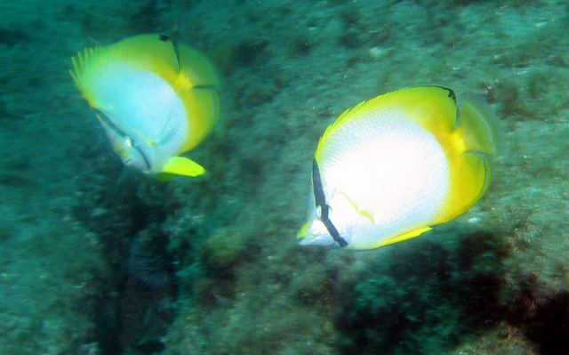 ../pictures/butterfly_fish1.jpg