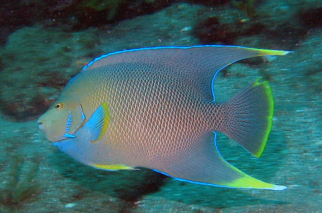 ../pictures/queen_angel_fish9.jpg