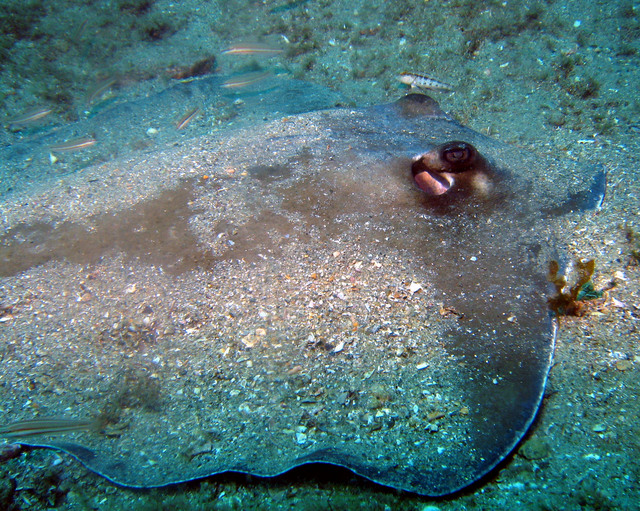 ../pictures/sting_ray2.jpg