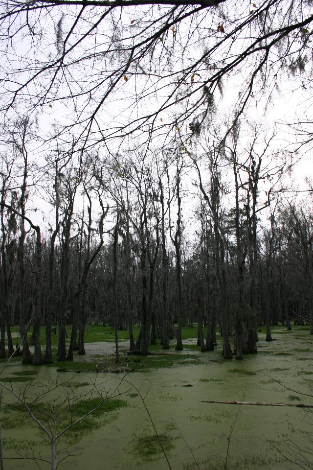 ../pictures/Audubon_swamp11.jpg