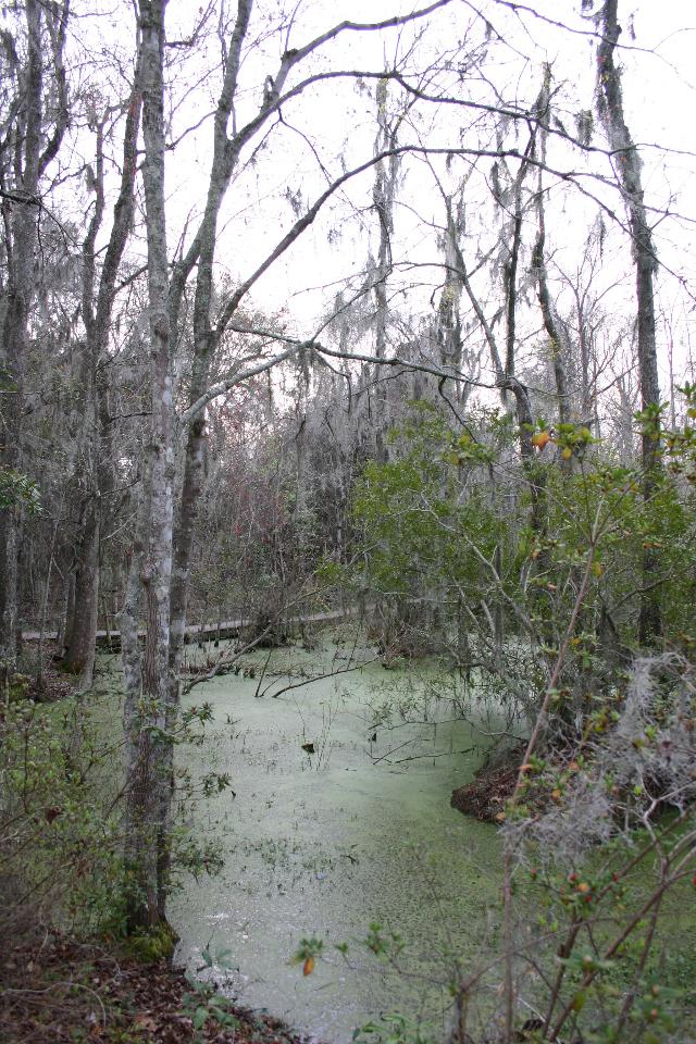 ../pictures/Audubon_swamp18.jpg