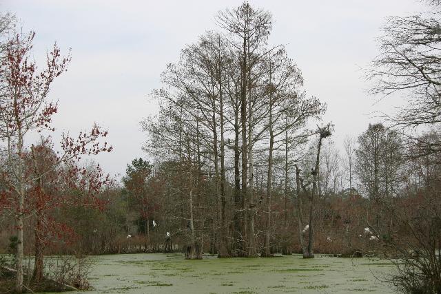 ../pictures/Audubon_swamp6.jpg