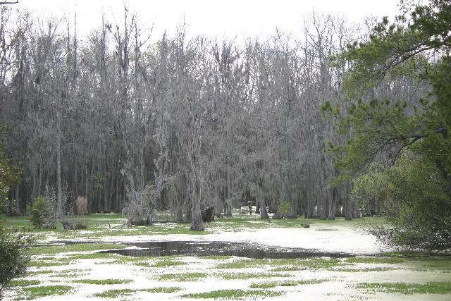 ../pictures/Audubon_swamp8.jpg