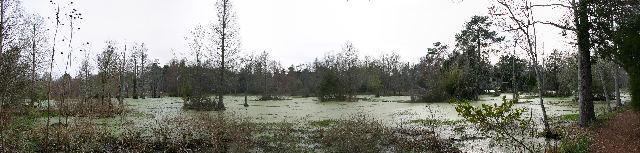 ../pictures/audubon_swamp_panorama2.jpg