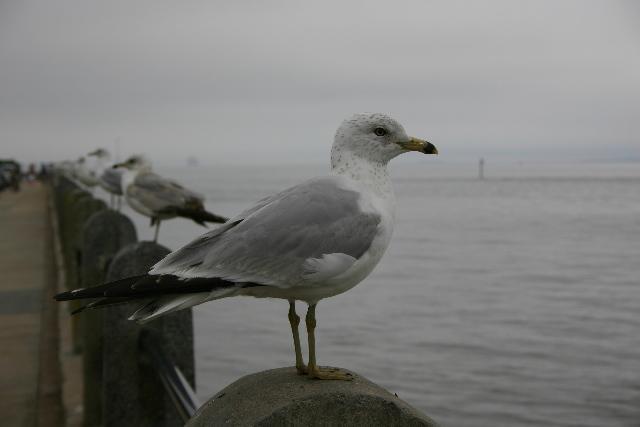 ../pictures/Seagull.jpg