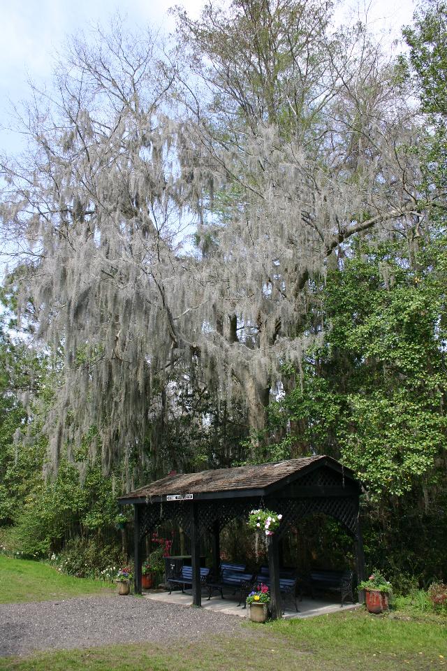 ../pictures/Magnolia_plantation1.jpg