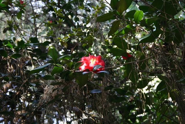 ../pictures/Magnolia_plantation35.jpg